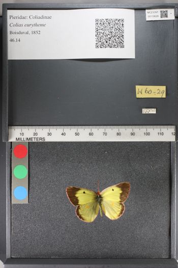 Media type: image;   Entomology 119528